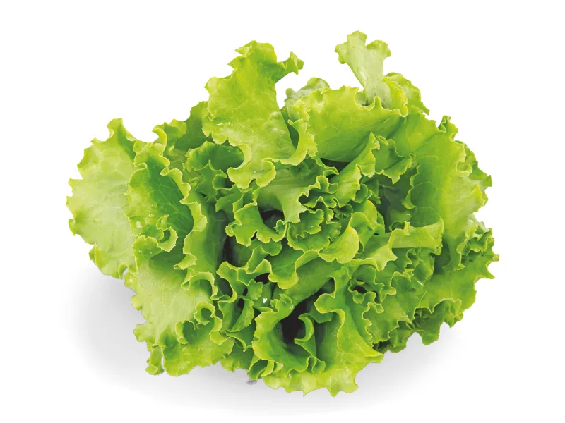 Lechuga crespa