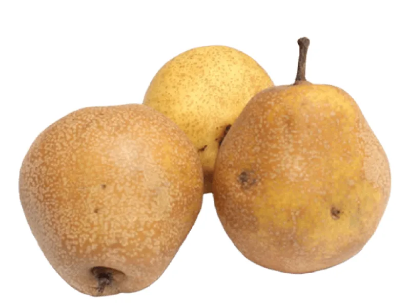 Pera criolla