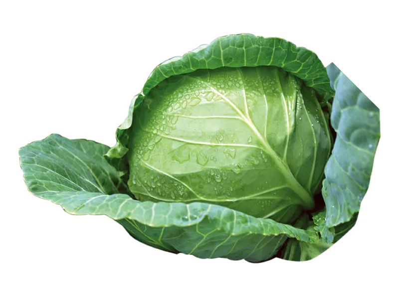 Repollo verde